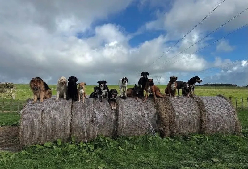 The whole pack sitting on hay bales