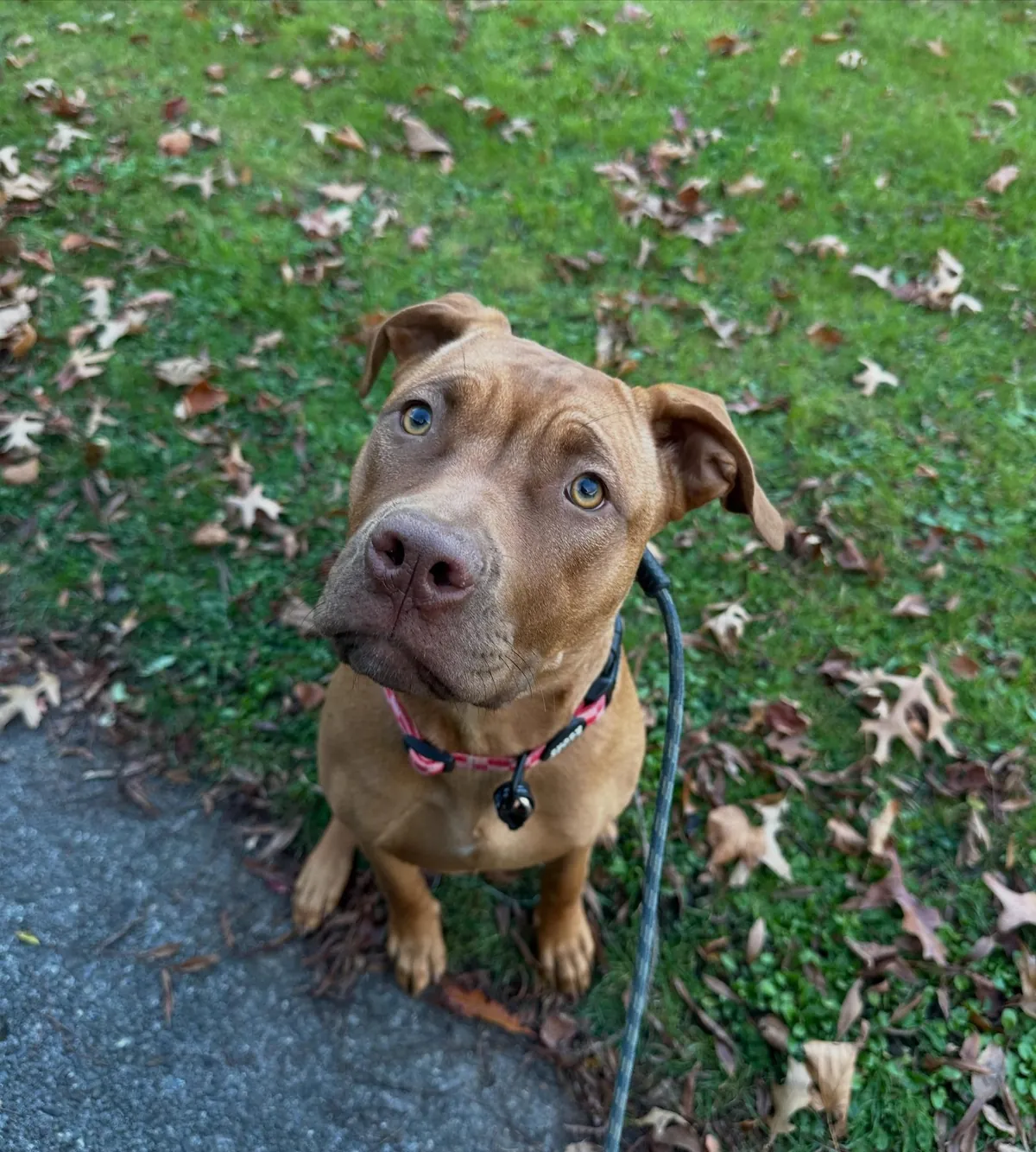 A young pup during a training session