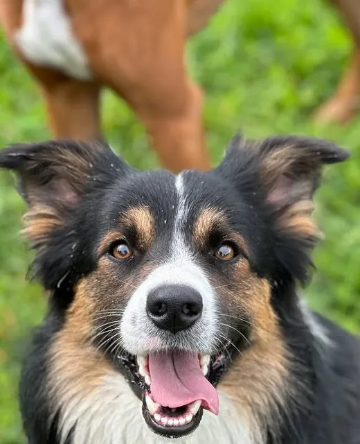 Archie the Border Collie