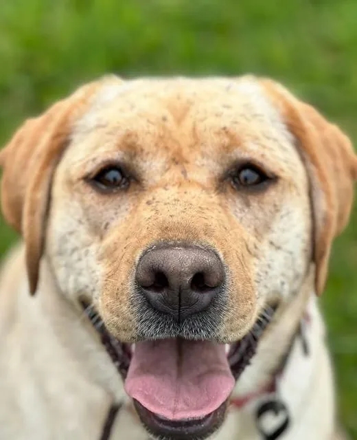 Baylee the Labrador