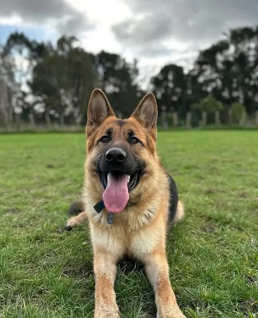 Blue the German Shepherd