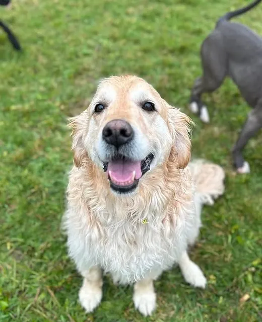 Buddy the Golden Retriever