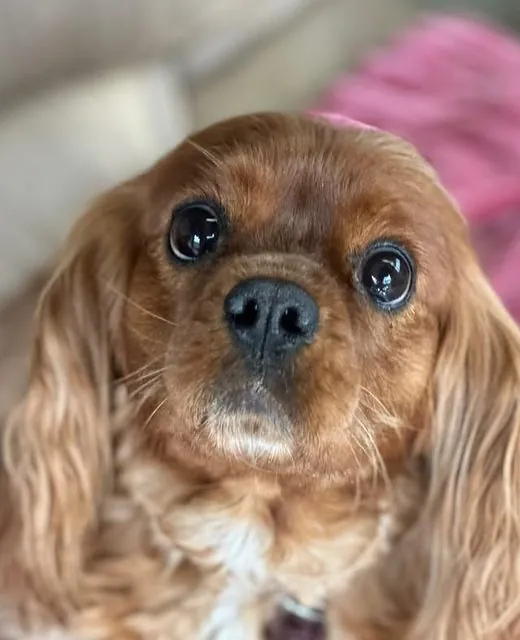 Charli the King Charles