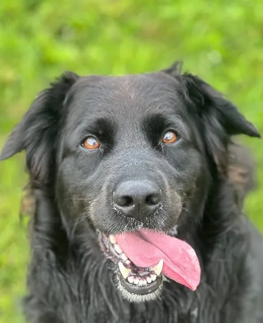 Cleo the Retriever x Belgian