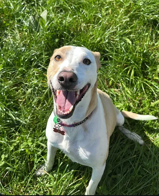 Flo the Mixed breed