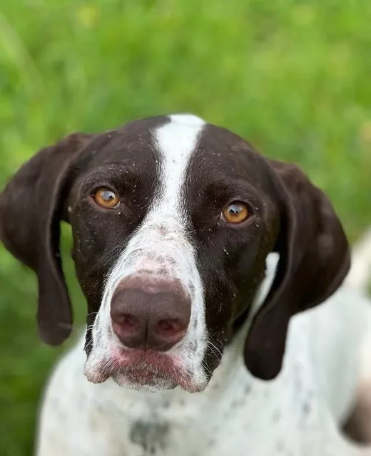 Frankie the German Shorthaired Pointer