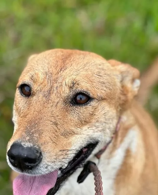 Goldie the Mixed breed