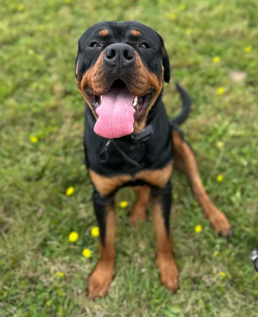 Jax the Rottweiler