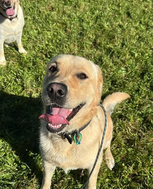 Jonah the Lab x Retriever
