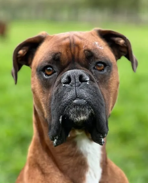Koda the Boxer