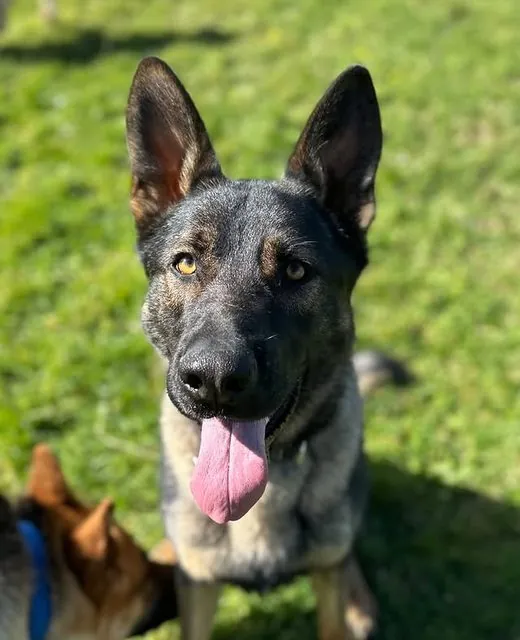 Koda the German Shepherd