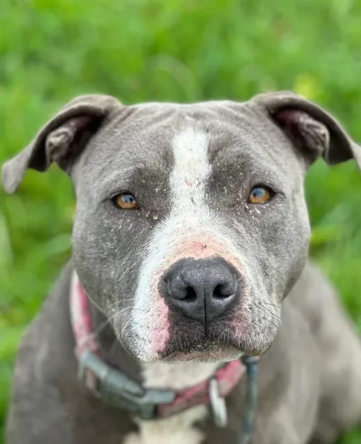 Luna the Staffy