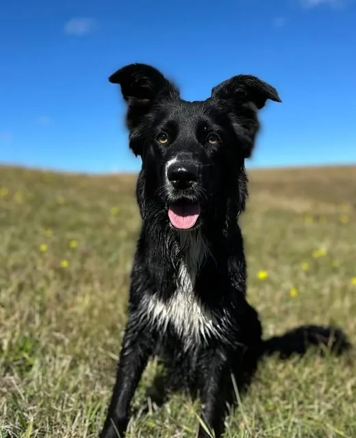 Luna the Border Collie x