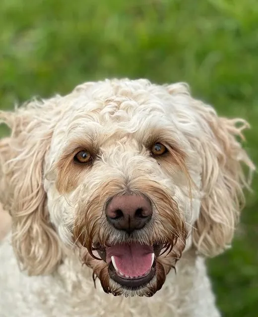 Maisy the Labradoodle