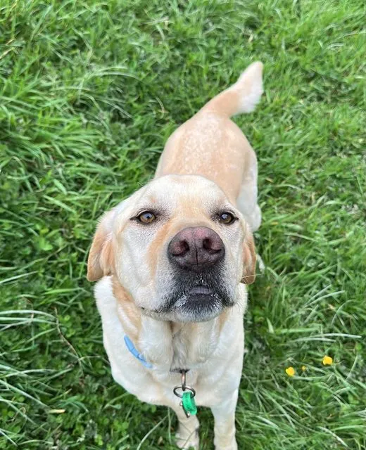 Max the Labrador