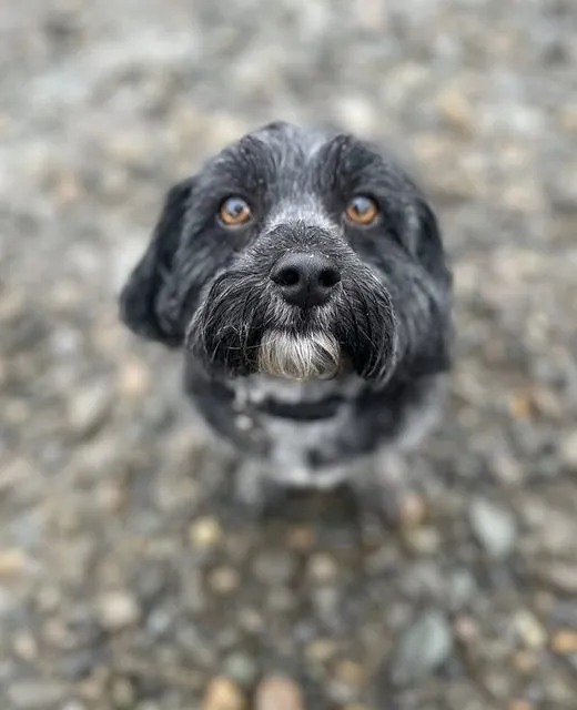 Murphy the Lowchen