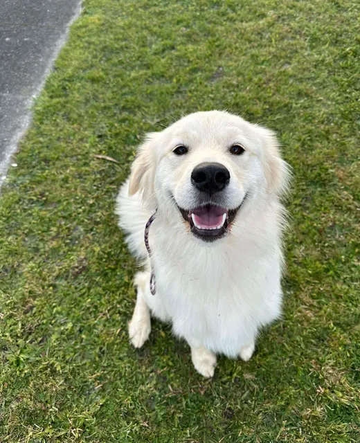 Nami the Samoyed x Retriever