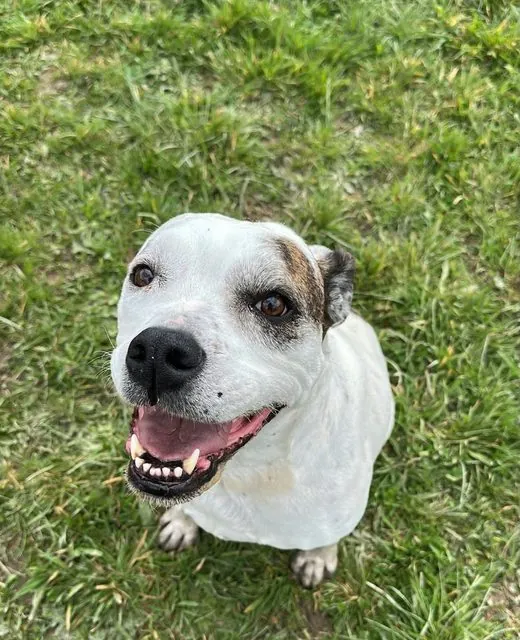 Poppy the Bulldog x