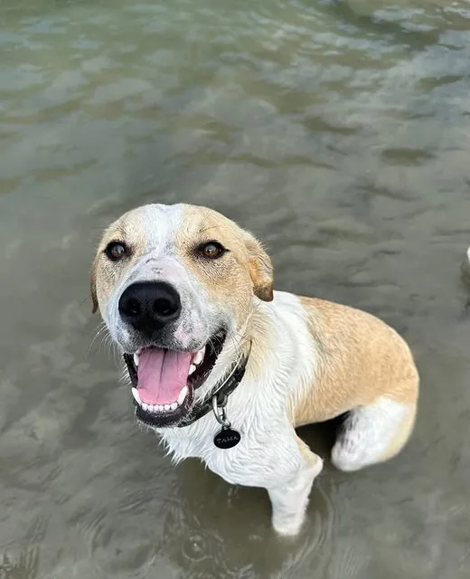 Tama the Mixed breed