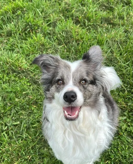 Willow the Border Collie