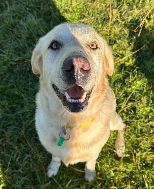 Zac the Labrador