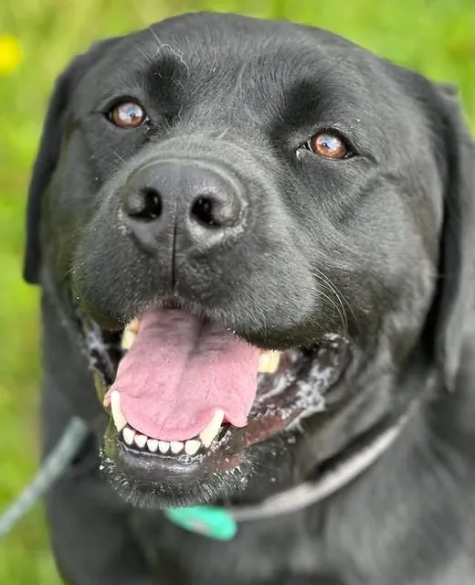 Zuma the Labrador